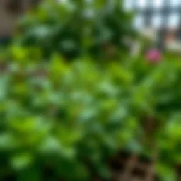 A lush mint plant showcasing vibrant green leaves in a garden setting